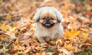 糖質制限はいつ効果が出るのかを徹底解説しますか？