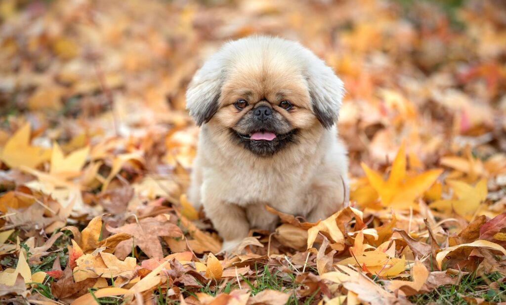 食事管理に役立つおすすめアプリは？