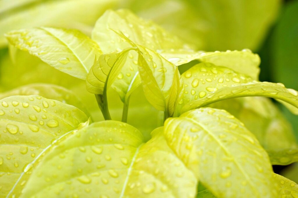 マクロファクターとあすけんの比較で分かる最適なダイエット法は？