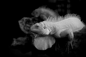 カロミルとあすけん、ダイエットにはどっちが効果的？