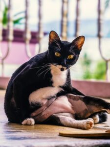 糖質制限をして太った原因は？