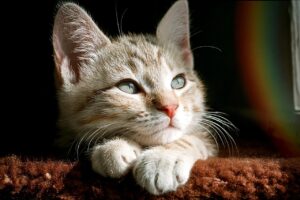 糖質制限をすると集中力がなくなる理由とは？