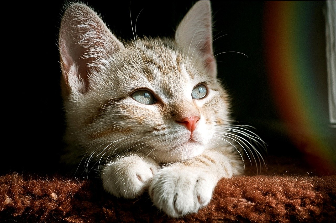 糖質制限をすると集中力がなくなる理由とは？